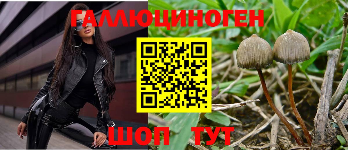 Псилоцибиновые грибы Cubensis  Вход с VPN  Псилоцибиновые грибы Psilocybine cubensis  Энгельс 